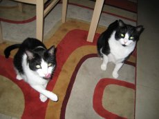 Adoptive Family Photo: Our Sweet Cats, click to view bigger version