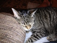 Adoptive Family Photo: Our Cat Sage, click to view bigger version