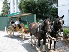 Adoptive Family Photo: Leisurely Carriage Ride, click to view bigger version