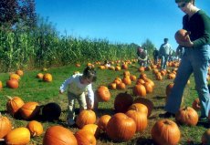 Adoptive Family Photo: Picking Out the Perfect Pumpkin!, click to view bigger version
