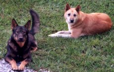 Adoptive Family Photo: Our Dogs, <br> Porkchop and Susie, click to view bigger version
