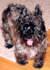 Adoptive Family Photo: Our Dog, He's a <br>Momma's Boy, click to view bigger version