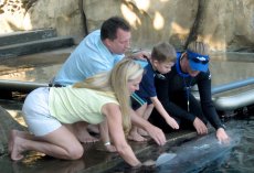 Adoptive Family Photo: Petting a Dolphin in Florida, click to view bigger version