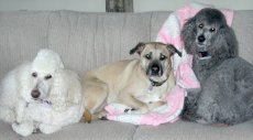 Adoptive Family Photo: The Girls: <br>Blondi, Isabeau & Pepper, click to view bigger version