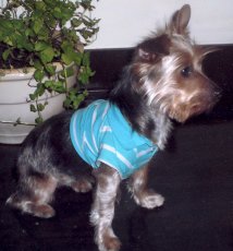 Adoptive Family Photo: Our Dog Paris, click to view bigger version