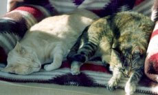 Adoptive Family Photo: Juneau and Tacoma After a Hard Days Work!, click to view bigger version