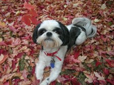 Adoptive Family Photo: Our Sweet Dog Pepsi, click to view bigger version