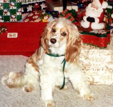 Adoptive Family Photo: Our Dog Courtney<br> at Christmas Time, click to view bigger version