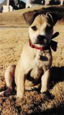 Adoptive Family Photo: Our dog Noel loves to play too!, click to view bigger version