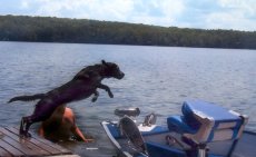 Adoptive Family Photo: Our Dog Camy Diving in the Lake <br>for a Swim, click to view bigger version