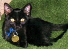 Adoptive Family Photo: Our Cat Named Camden, click to view bigger version