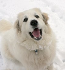 Adoptive Family Photo: Our Dog Chloe, click to view bigger version