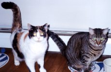 Adoptive Family Photo: Our Cats Tigger and Giz, click to view bigger version