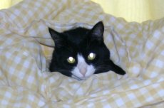 Adoptive Family Photo: Willie (Our Youngest Cat) Likes<br> to Keep Warm in the Winter!, click to view bigger version