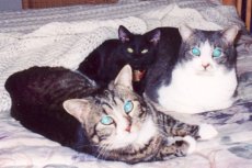 Adoptive Family Photo: Our Cats: Sooz, Gabby and Socks, click to view bigger version