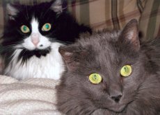 Adoptive Family Photo: Our Fur-Babies, <br>Sam and Bailey, click to view bigger version