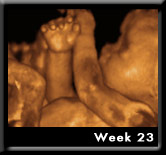 Baby Image at Week23