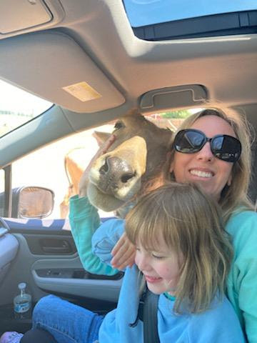Fun at the Drive-Thru Safari Park. Can You Tell We Love  Animals?!