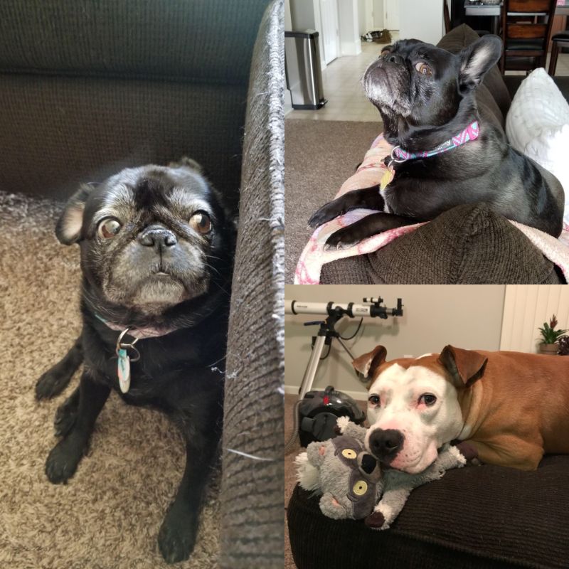 Our Pups - Roxie, Molly & Obi-Wan