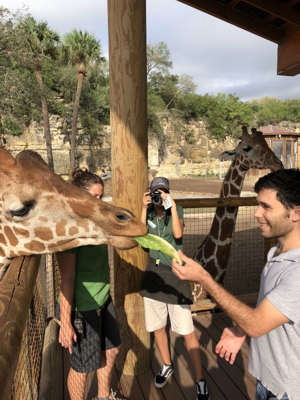 Feeding a Giraffe at the Zoo