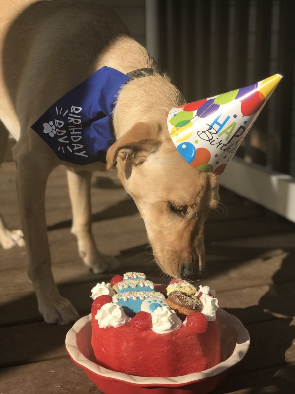 Even the Dog Gets a Birthday Cake in Our Family!