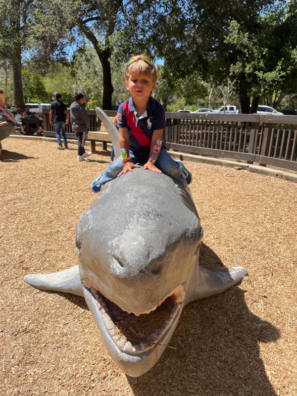 Shark at the Park