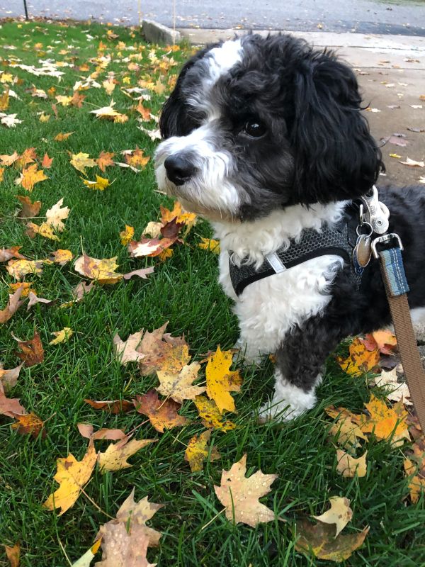 Dexter in the Fall