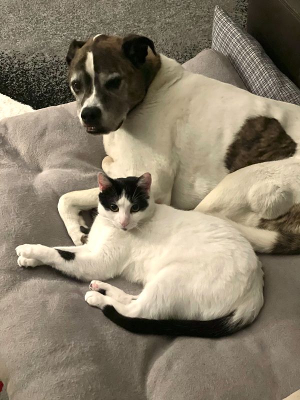 Benji & Mr. Kitty Ready for a Nap