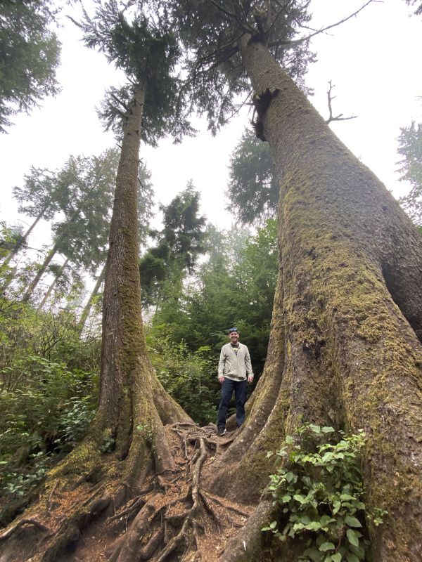Checking Out the Huge Trees in Oregon