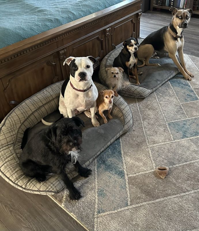 Our Five Dogs, Plus a Friend that We are Dog Sitting