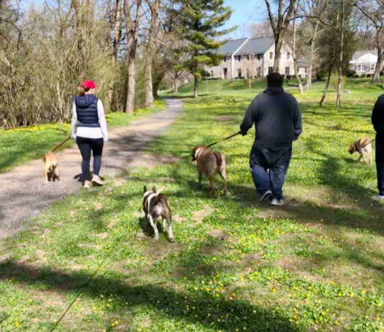 Walking Dogs With Our Friends