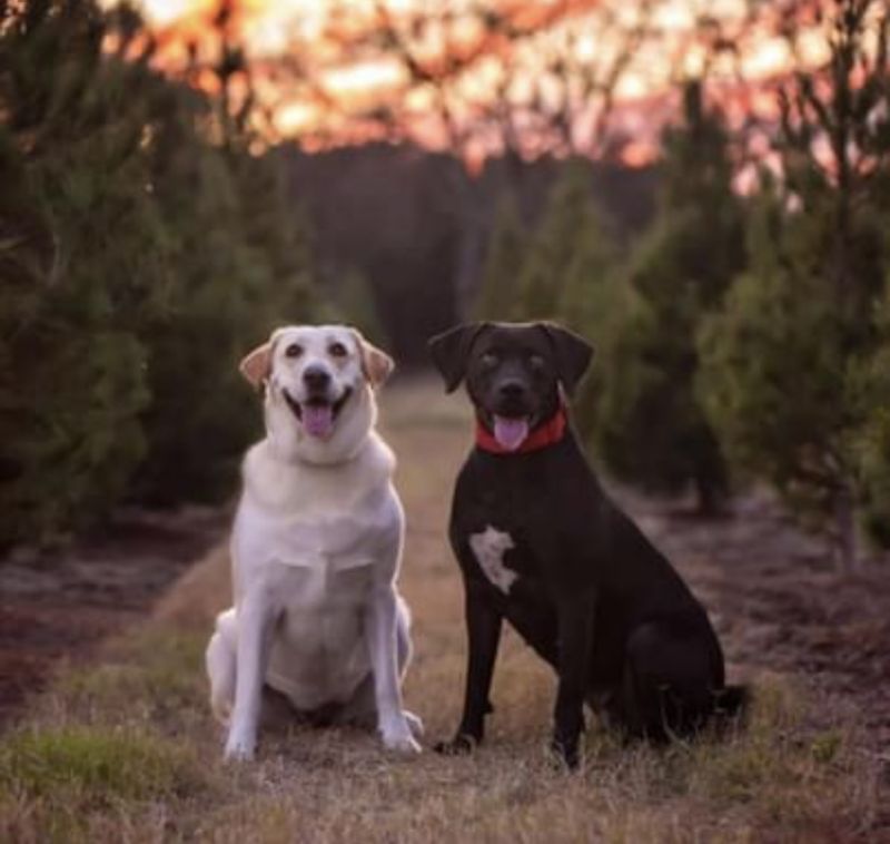 Our Pups - Bailey & Dela