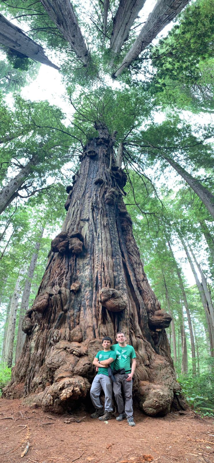 Huge Redwood Tree at Sequoia National Park