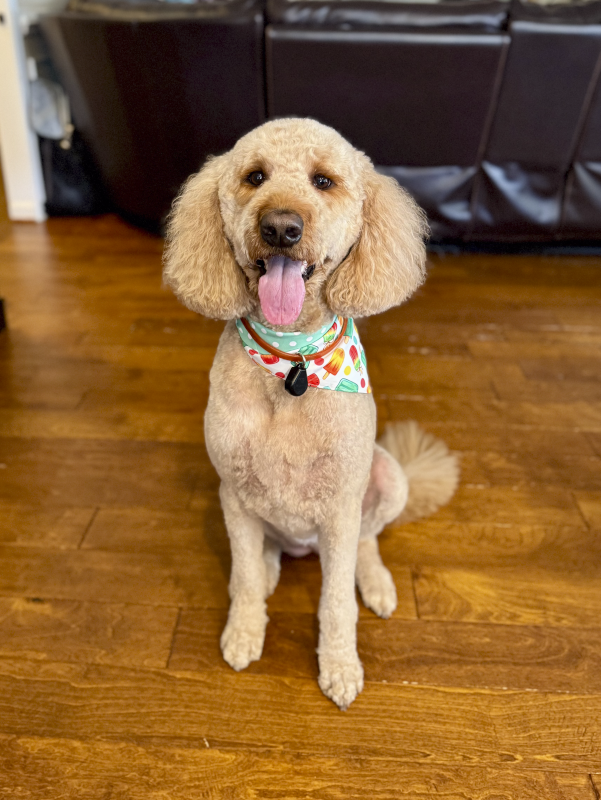 Our Fluffmeister Supreme, Rosebud!