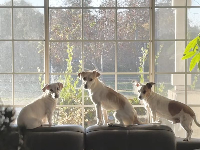 Our Dogs - Trudy, Ariel & Jimmy