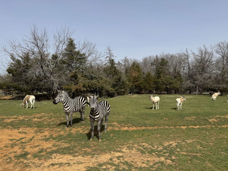 Tyler's Parents' Exotic Animal Farm