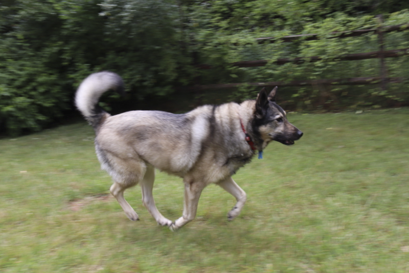 Our Dog Kuzy Running in the Backyard