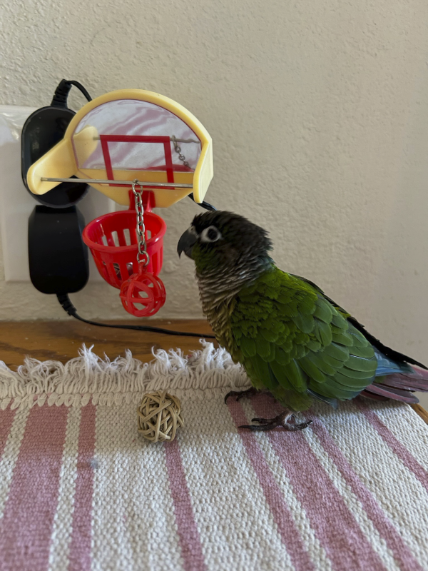 Our Family Member Chico