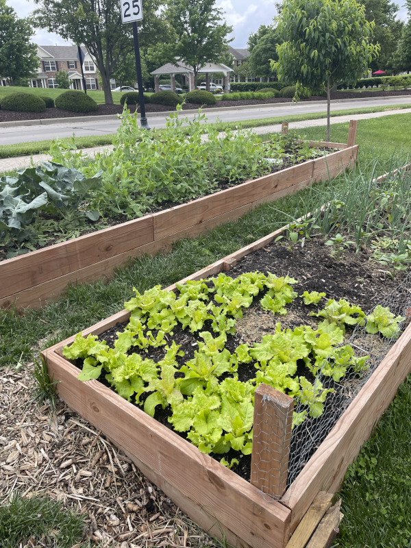 Cory's Vegetable Garden