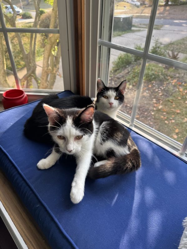 Jaspur and Huxley Lounging in the Bay Window