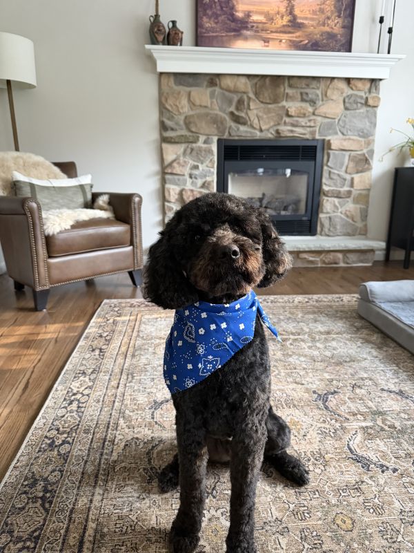 Our Dog Oliver