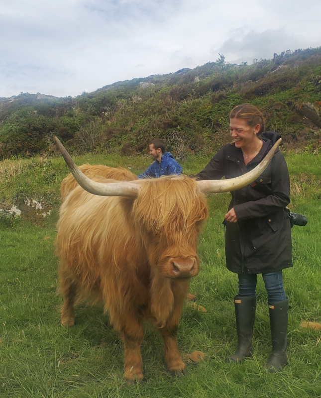 Seeing the Highland Cows in Ireland