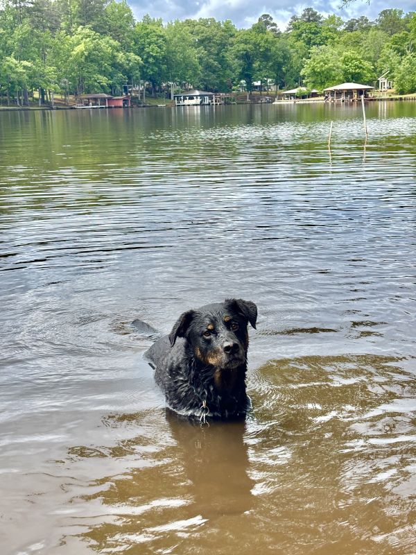 Ryder at the Lake