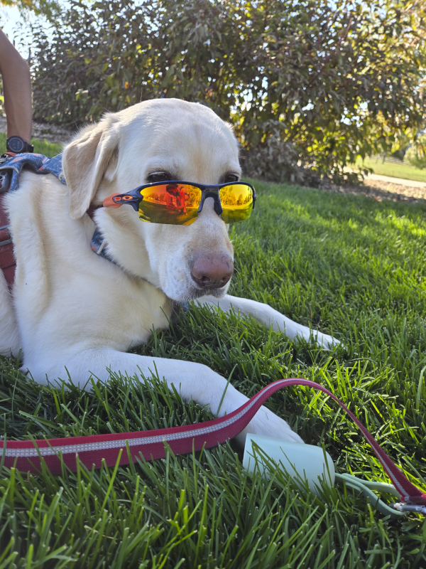 Avery Relaxing in the Shade on a Walk