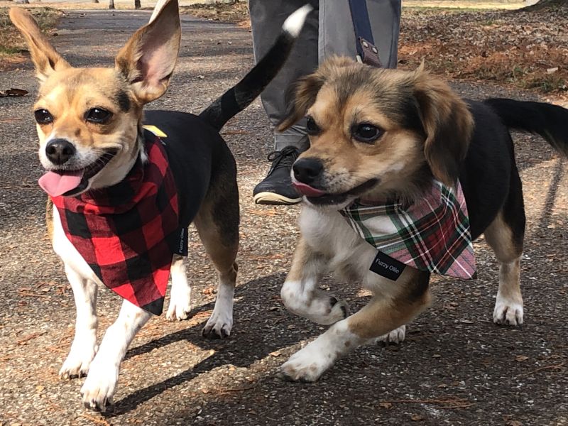 Affogato & Tartufo, the Chiggles (Chihuahua Beagles)