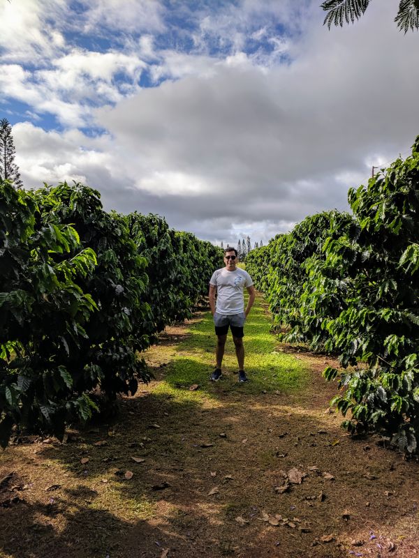 David Exploring a Coffee Grove in Hawaii
